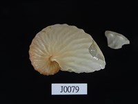 藏品(闊船蛸)的圖片